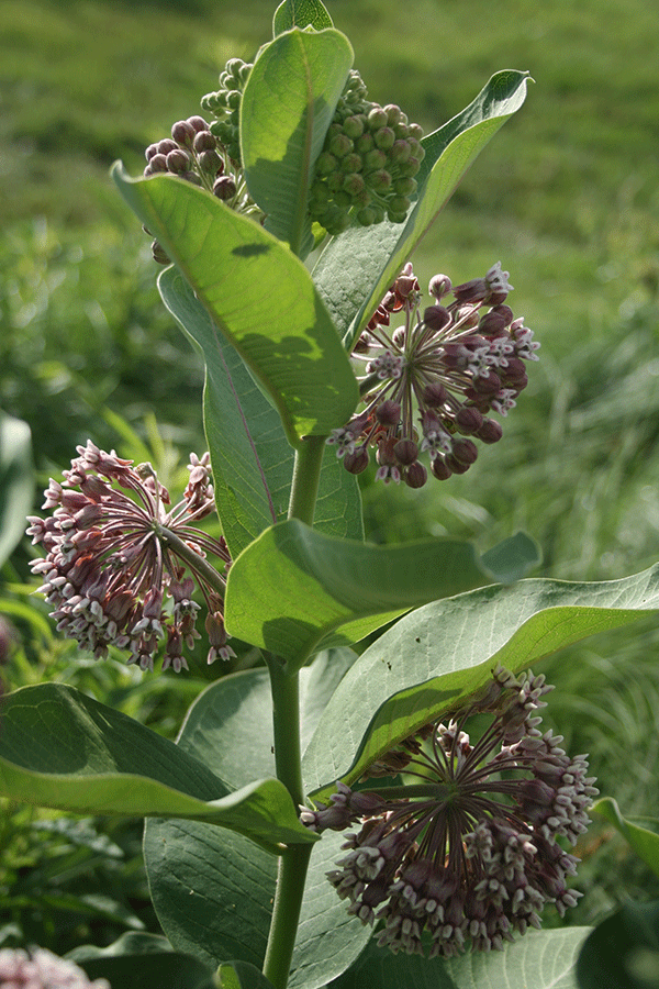 Common milkweed, Asclepias syriaca.