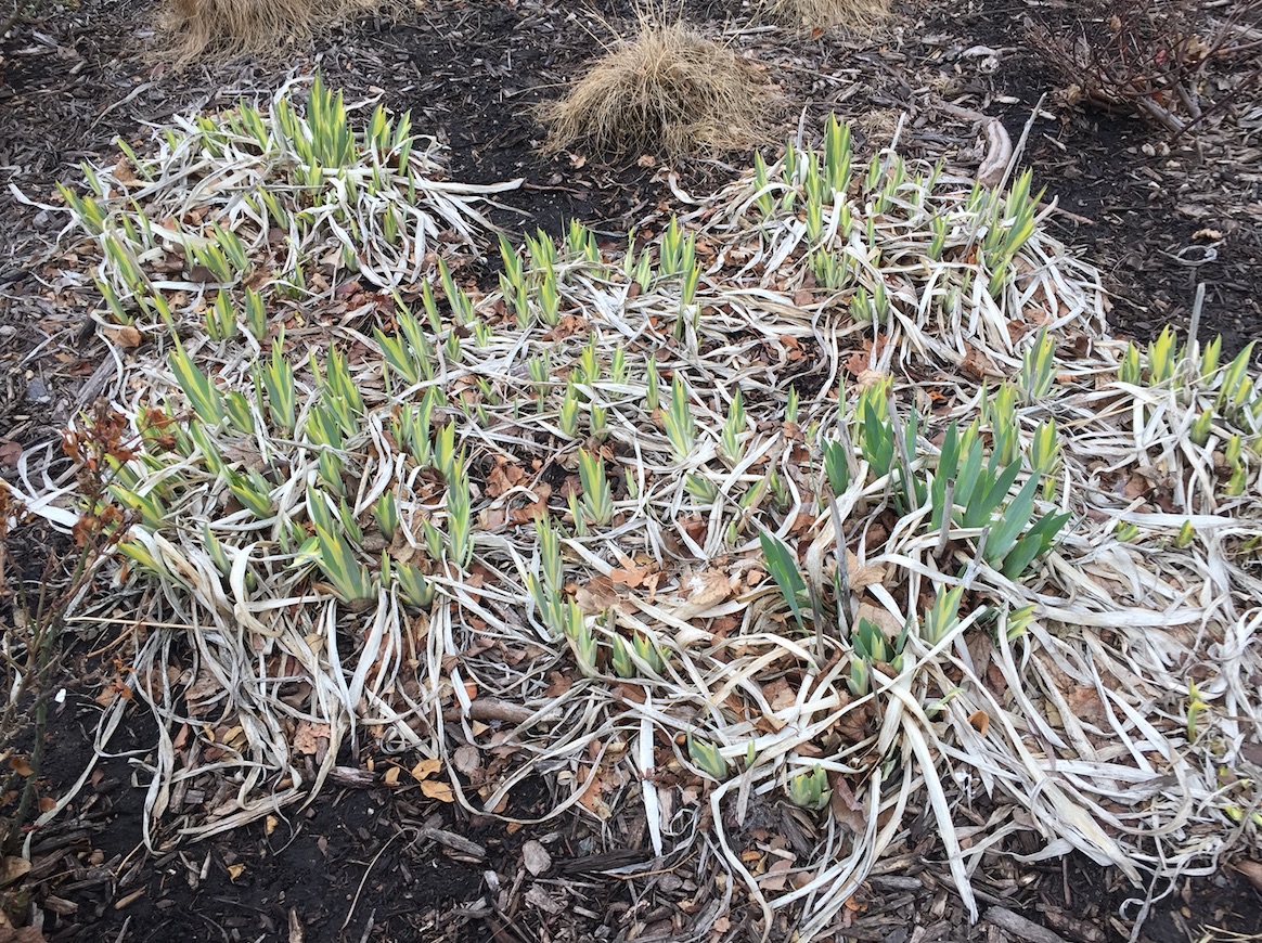 Plant of the Month - Bearded Iris, Nebraska Extension Acreage Insights April 2017. http://acreage.unl.edu/enews-april-2017