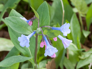 Image of Early-flowering Virginia bluebells, celandine poppy and Brunnera.