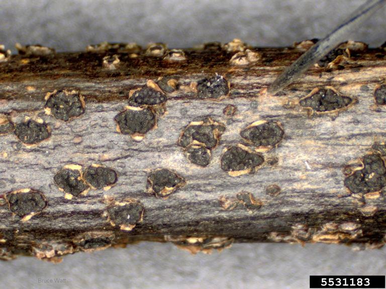 Image of Botryosphaeria canker fruiting structure. 