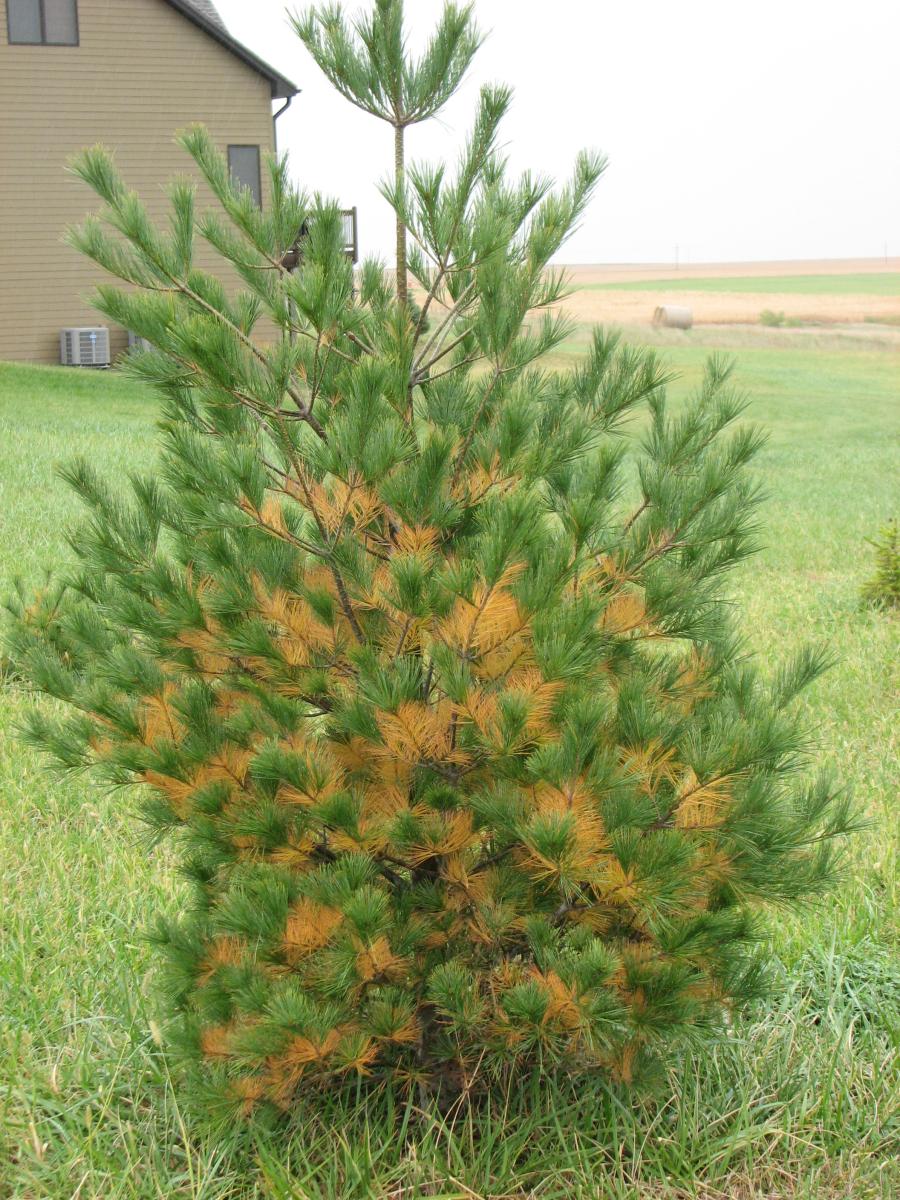 Image of fall needle drop in a pine gree. 