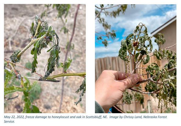 Image of spring freeze damage to honeylocust tree in Scottsbluff. 