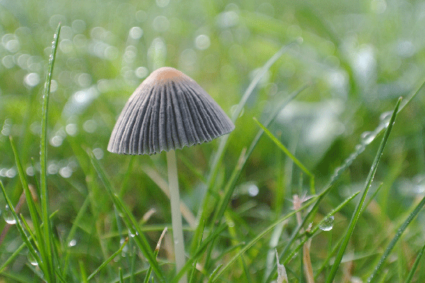A mushroom growing in a field
