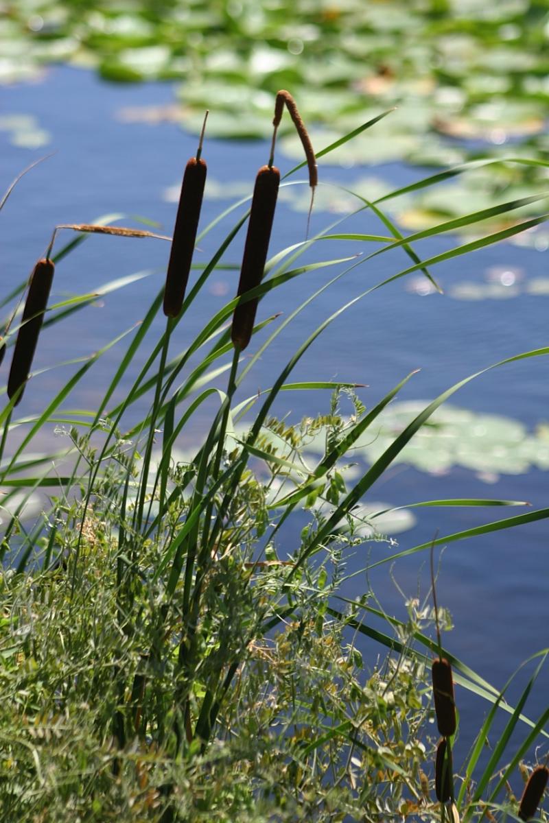 Cattails in a lagoon
