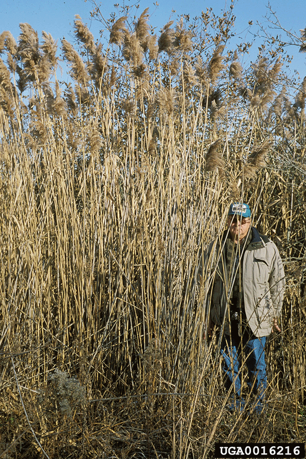 Winter Is The Best Time To Spot Phragmites, Acreage Insights for January 2018, http://communityenvironment.unl.edu/winter-best-time-spot-phragmites