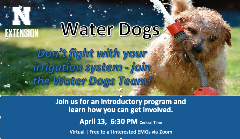 Water Dogs flyer