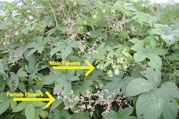 Image of male and female Japanese hops flowers. 