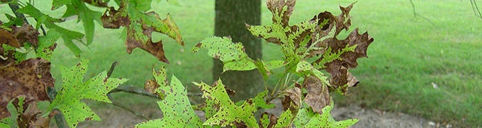 Tubakia Leaf Spot