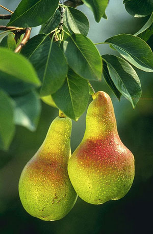 Image of Pears on a tree