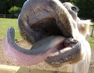 Image of cow's mouth