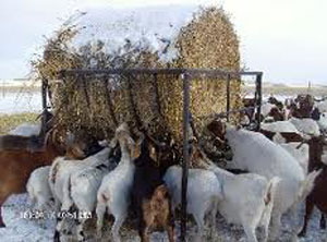 Image of goats feeding from a large hay bale