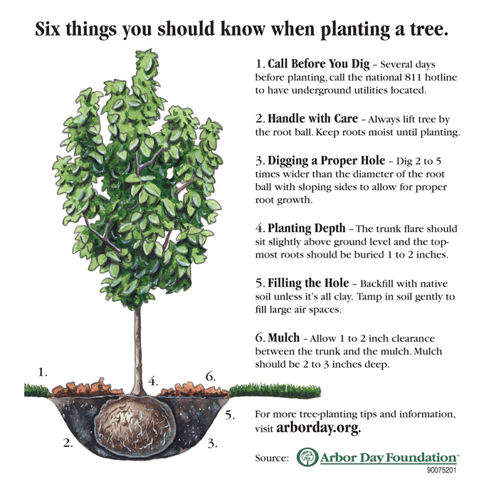 Tree Planting diagram