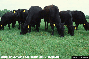 Image of cattle on spring grass