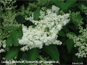 Image of Japanese Tree Lilac flowers