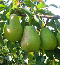 Image of Pear