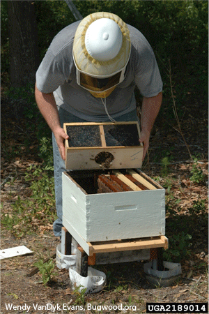 Image of beekeeper