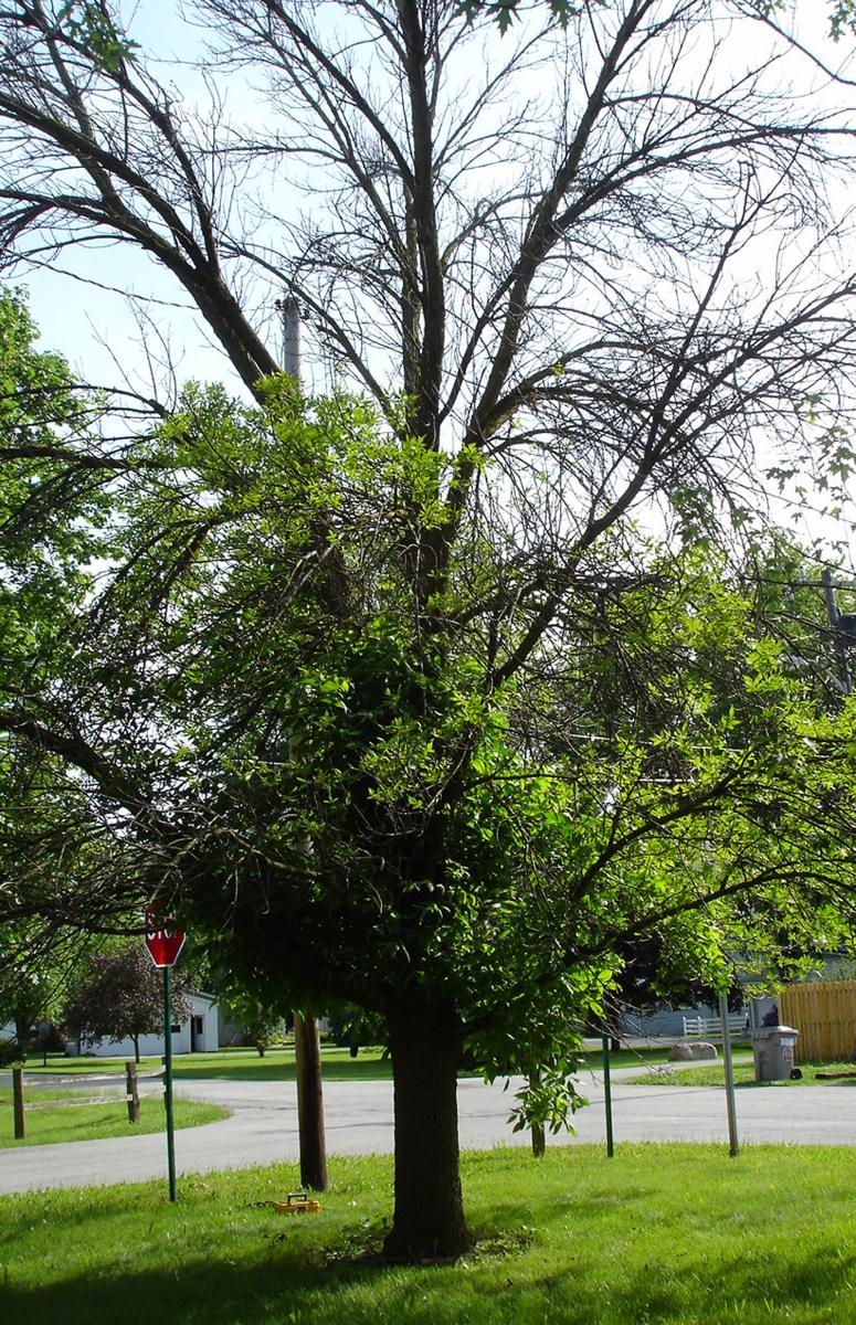 a tree with emerald ash borers