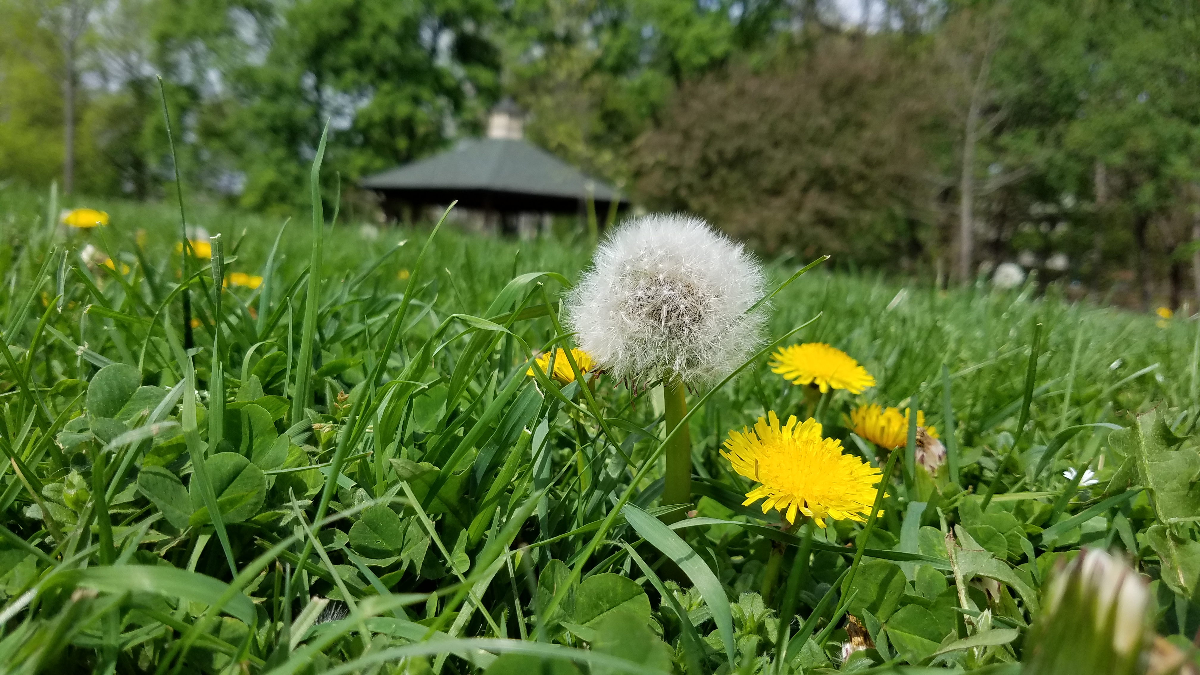 Dandelions in flower and seed in green grass with a gazebo blurred in the background.