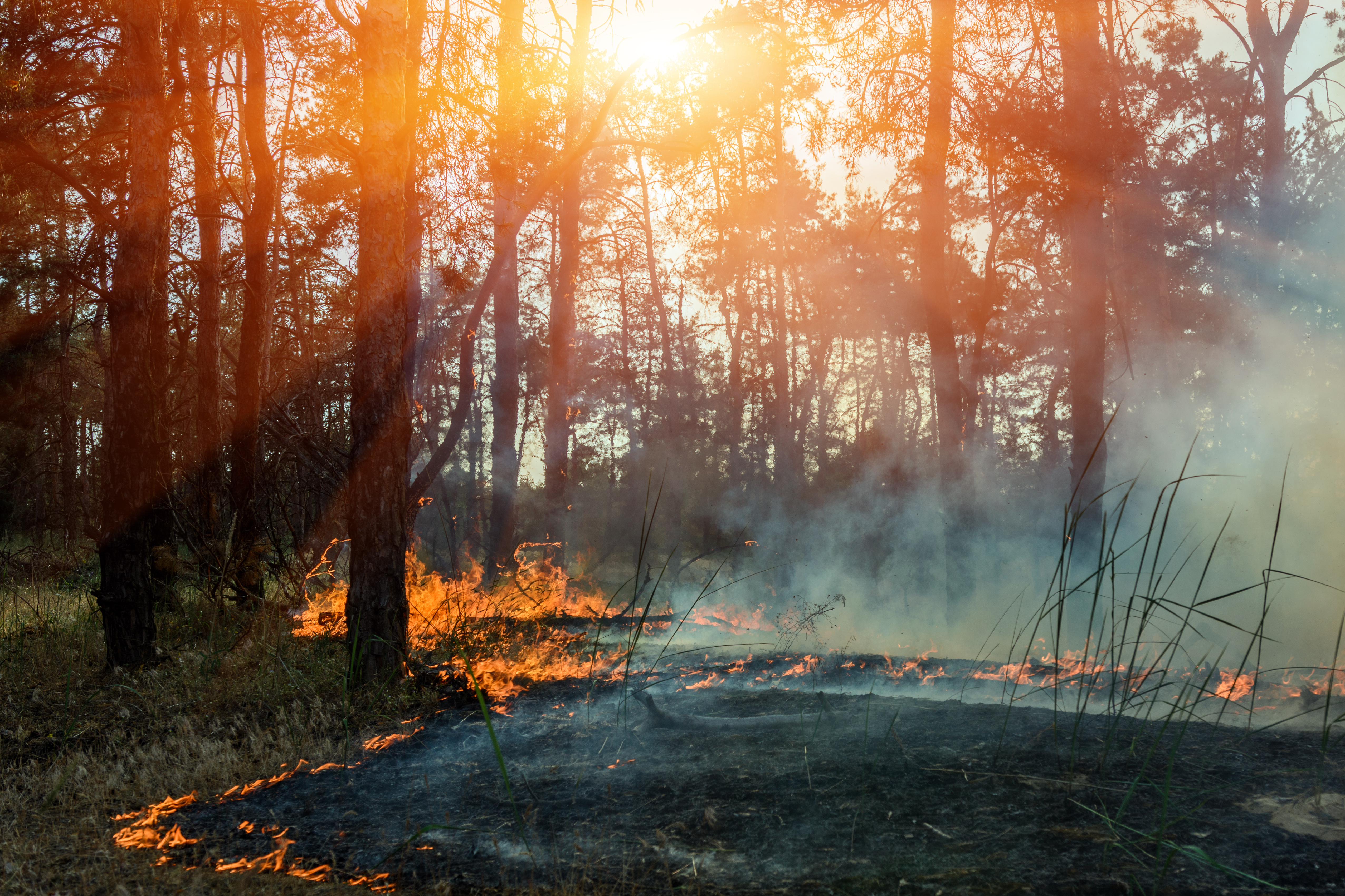fire moving along the ground through trees