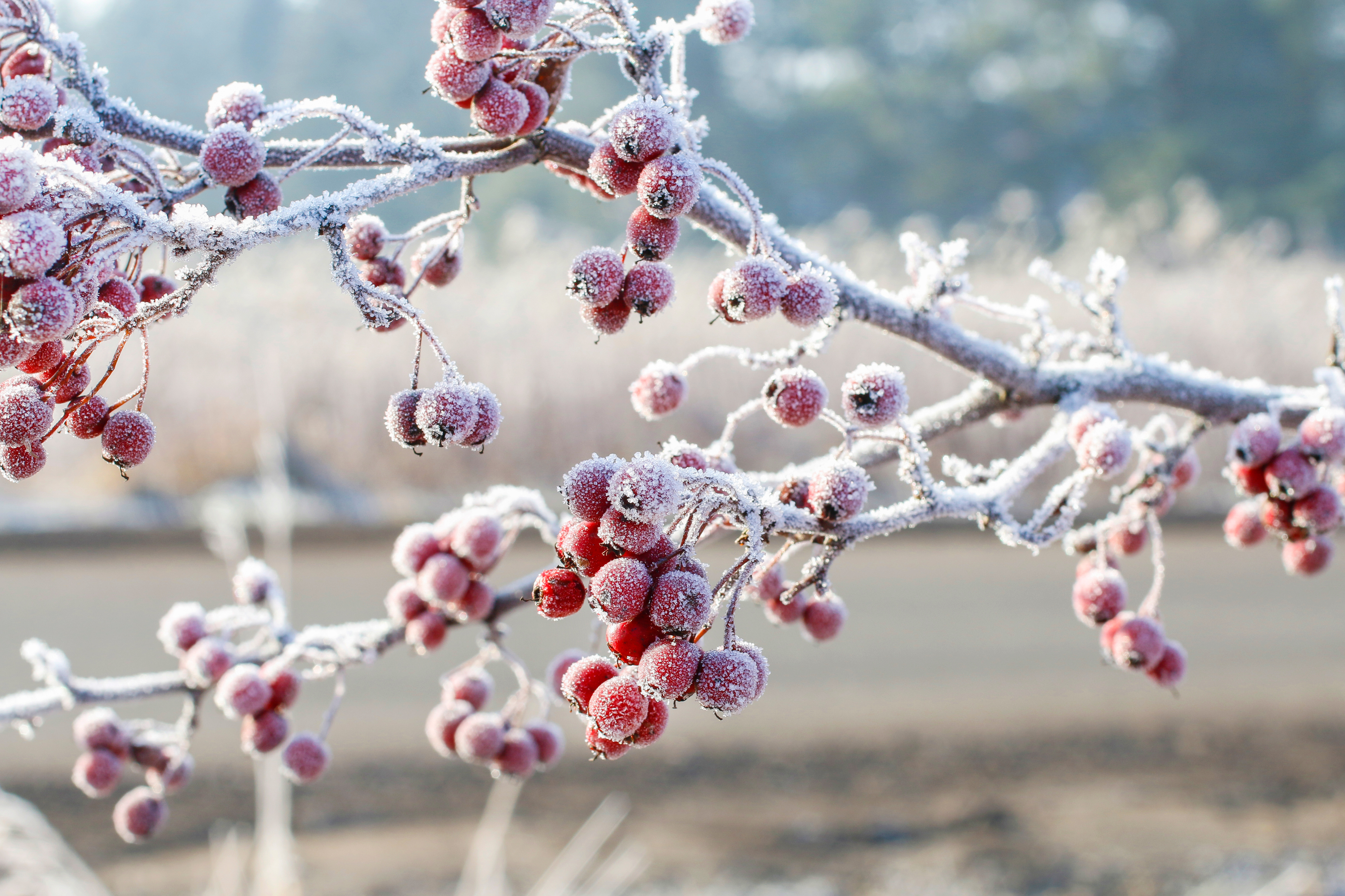 frost on a tree covering the branches and berries