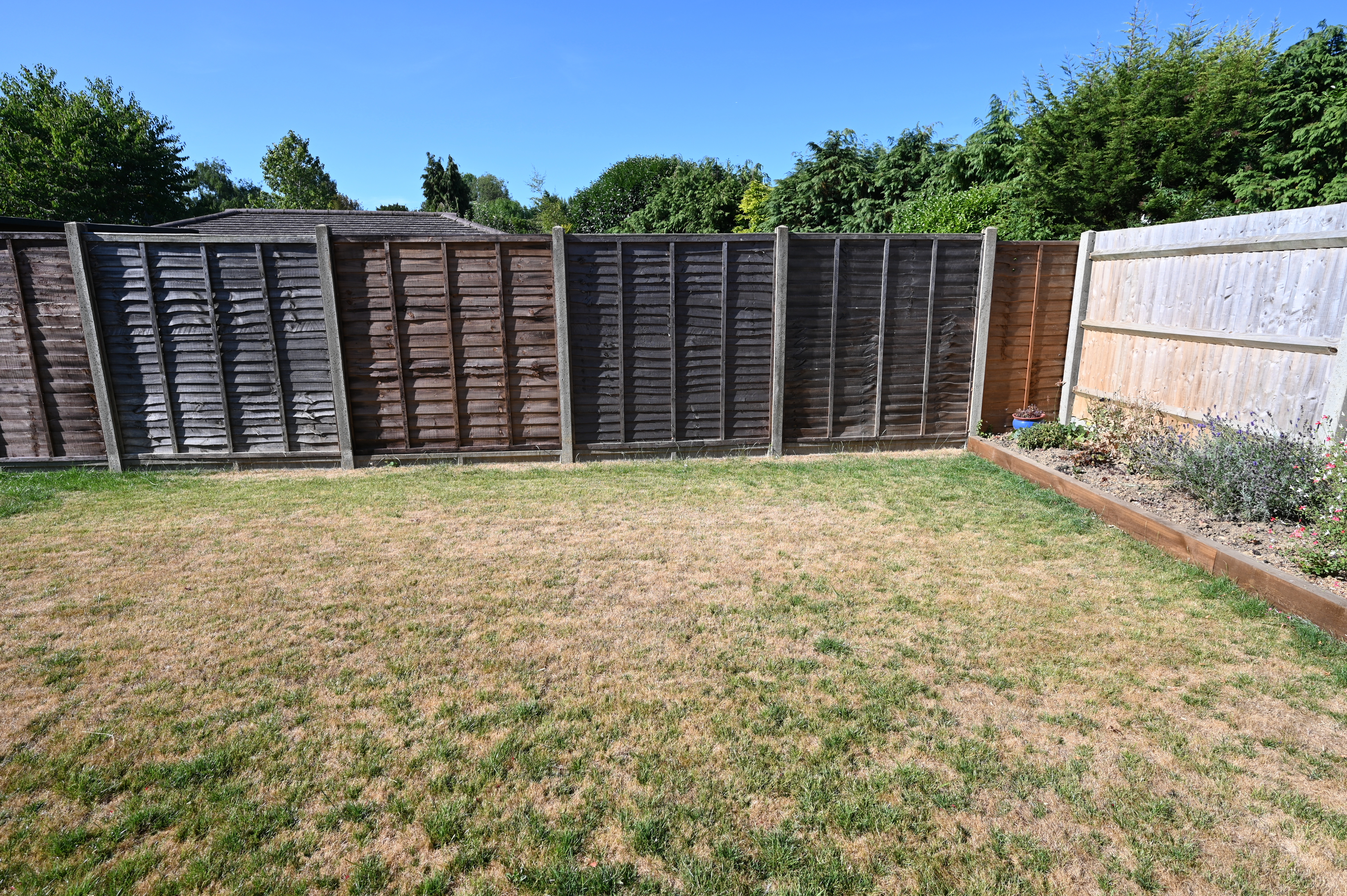 dead lawn due to drought