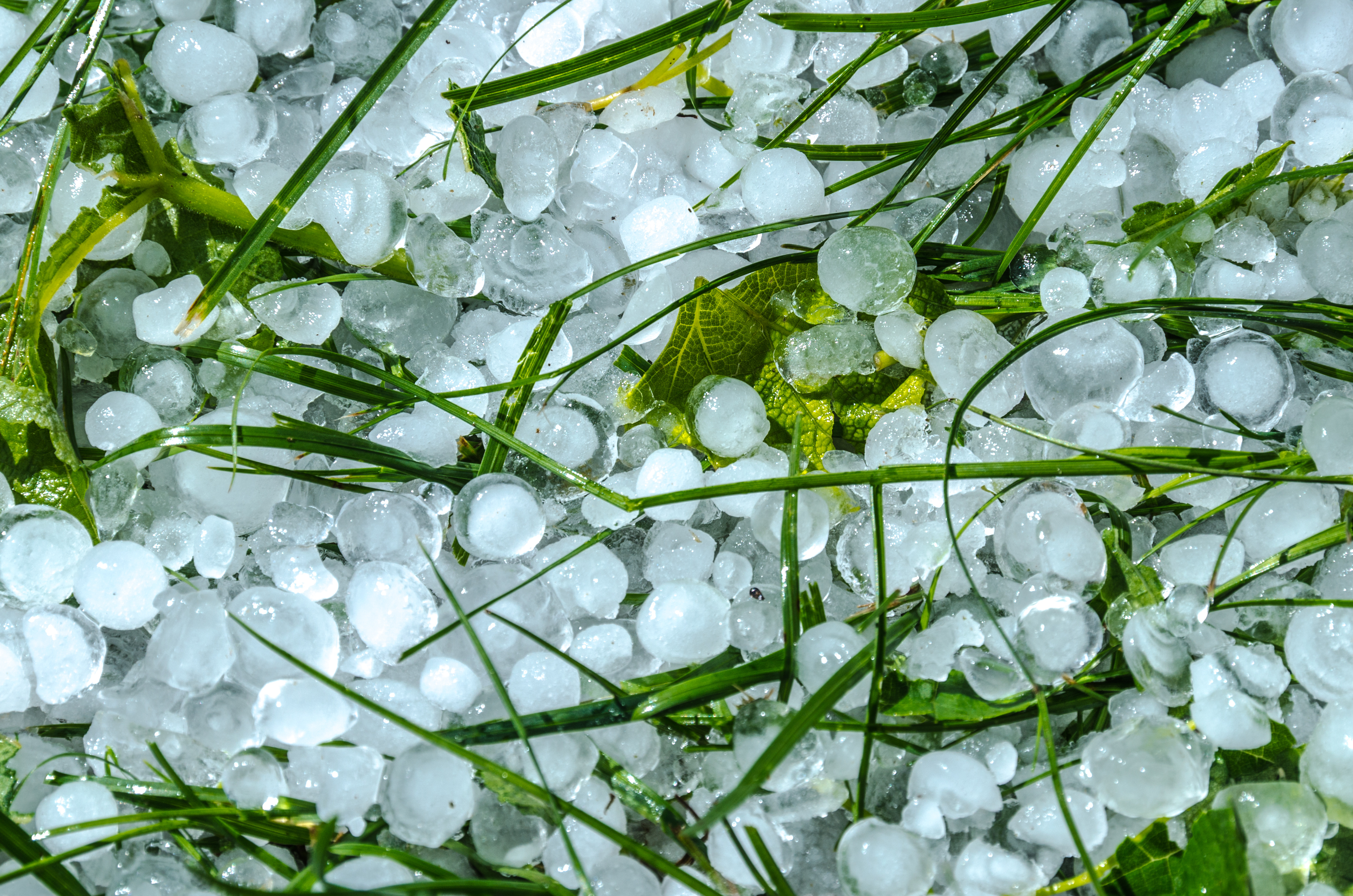 Hail on a lawn
