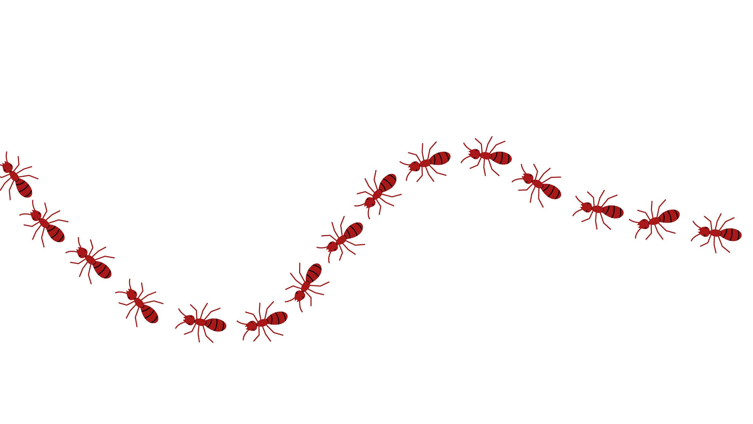 Image of ants. 