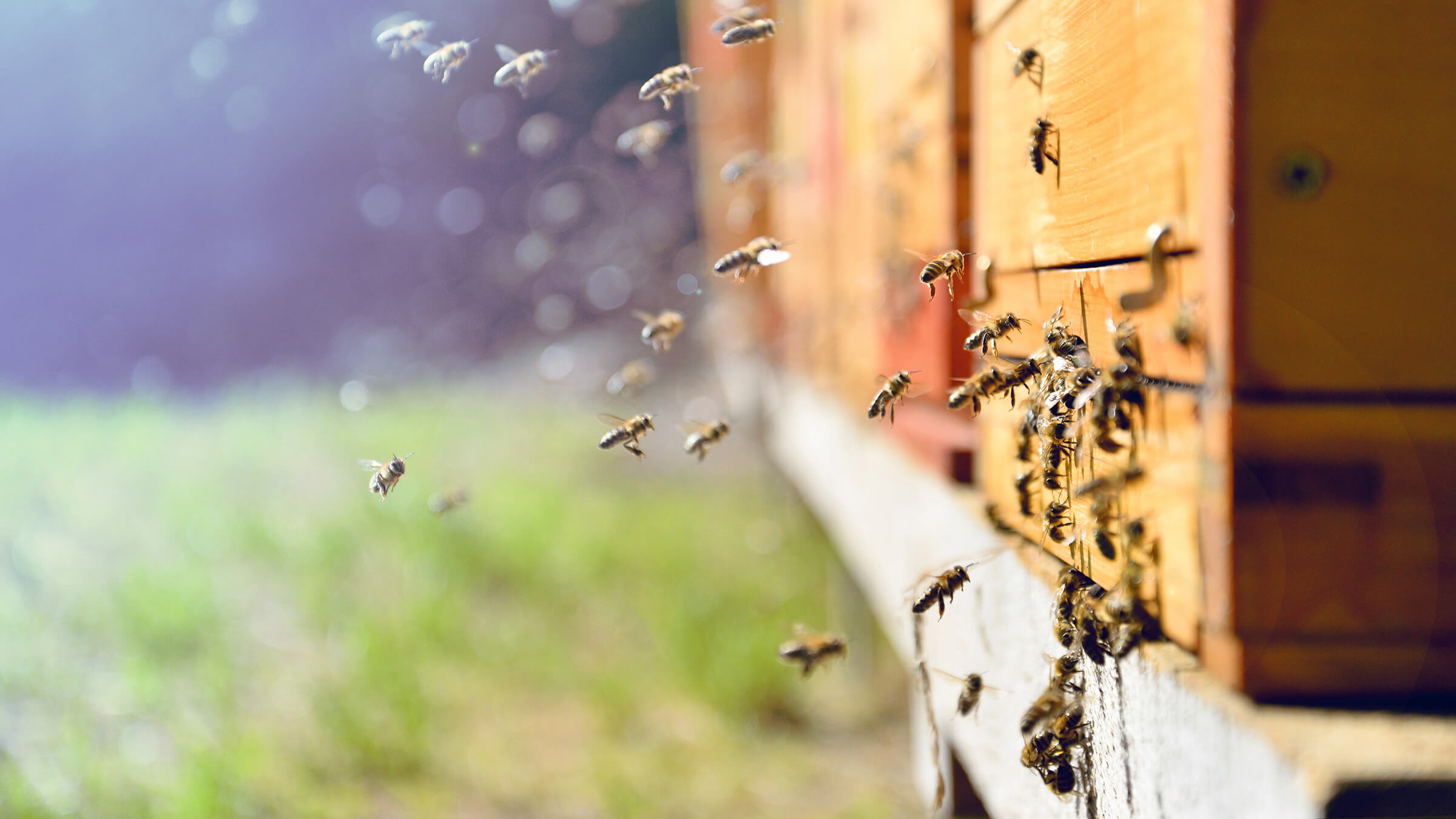 Image of honey bees flying into a hive. 