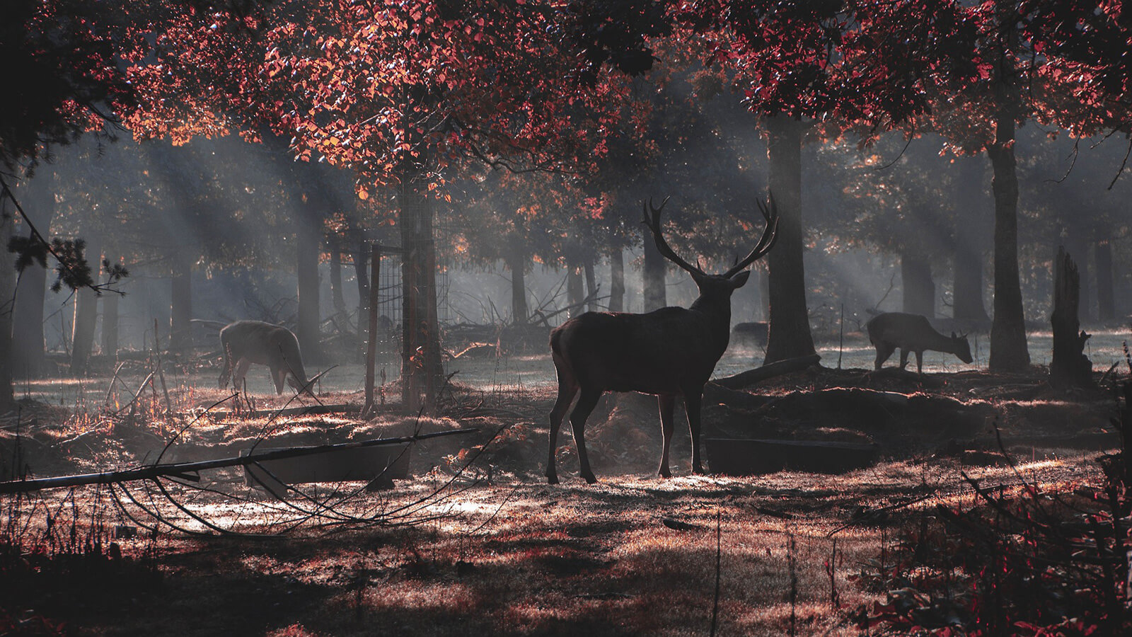 Image of deer in urban forest. 