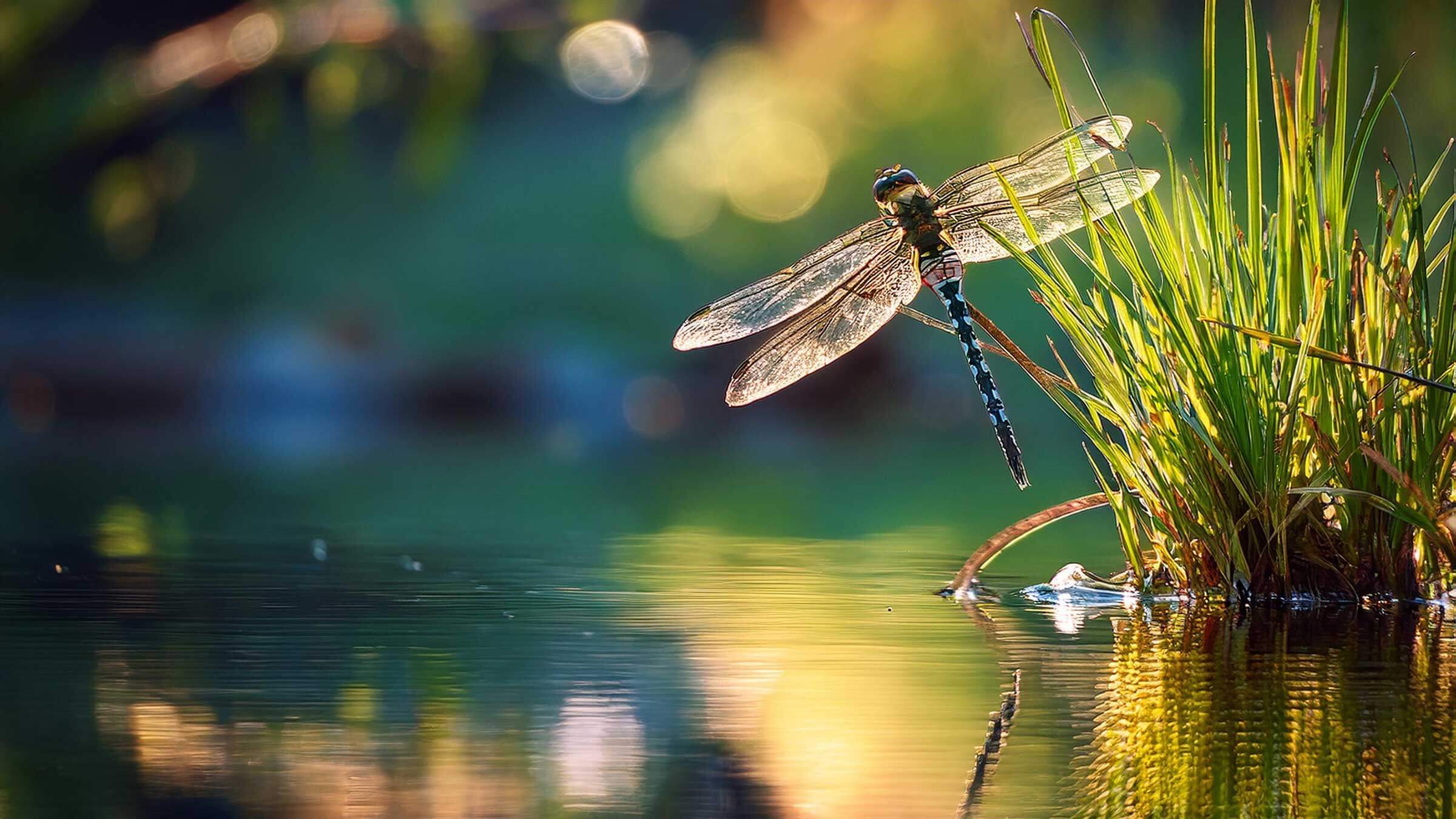 Image of a dragonfly. 