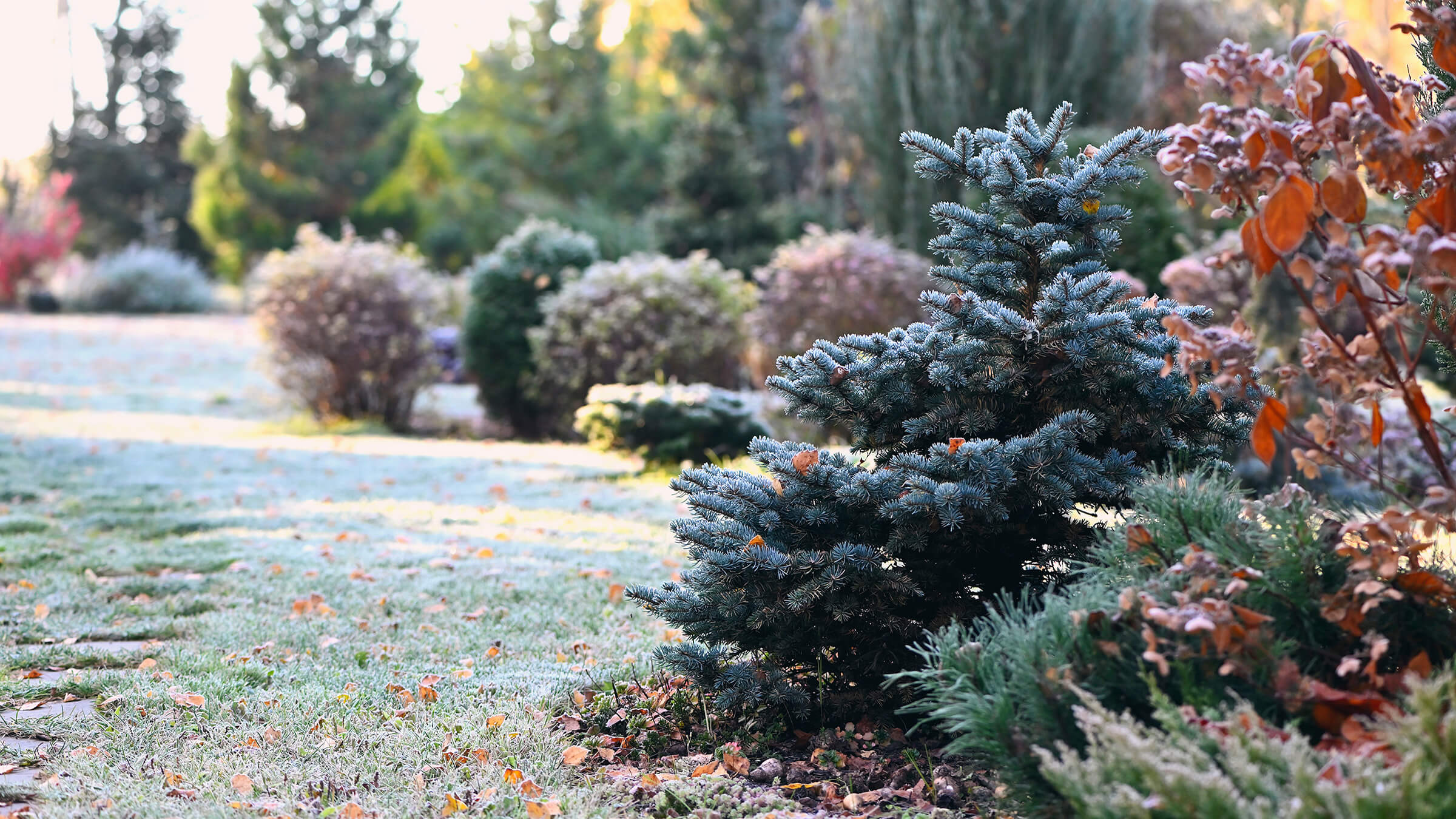 Image of frost on a winter landscape. 