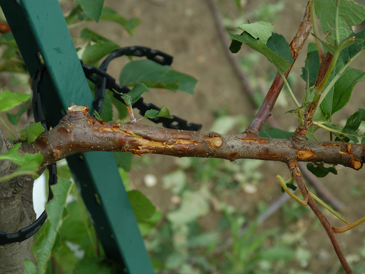 Image of hail damage on apple stem. 