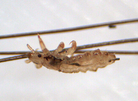 Image of head lice adult. 