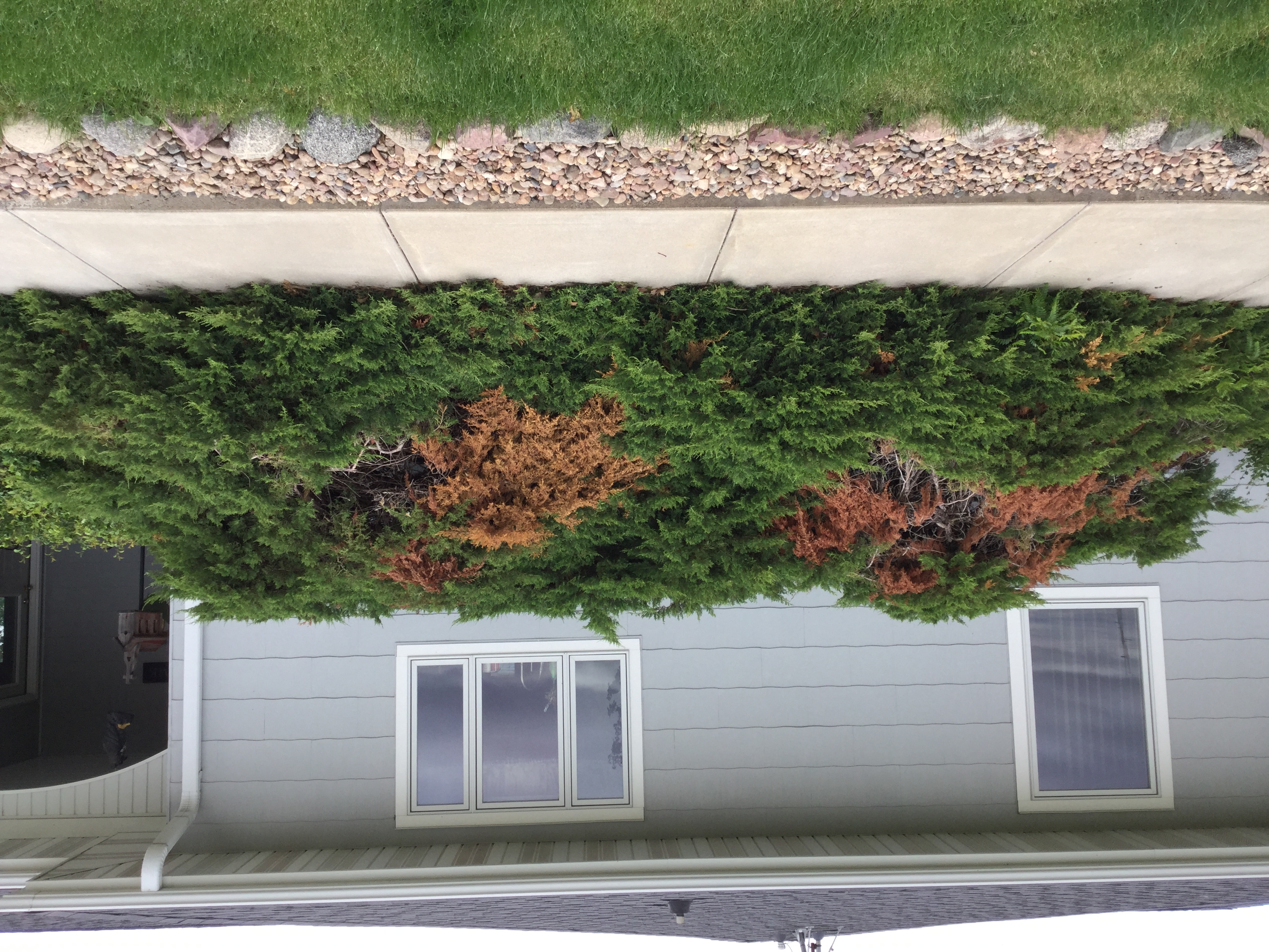 brown spots on juniper shrubs