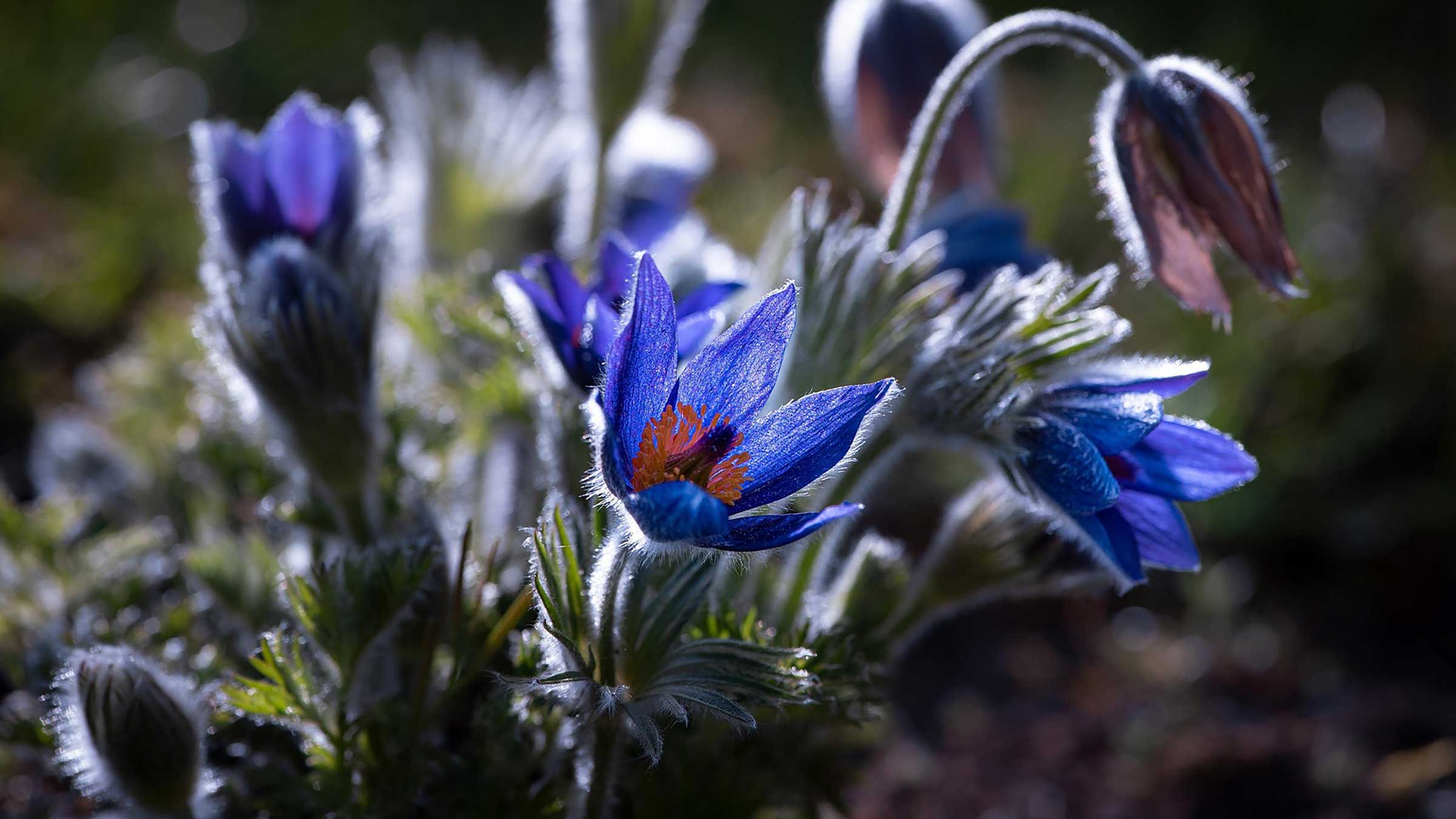 Image of pasque flower, Pulsatilla vulgaris