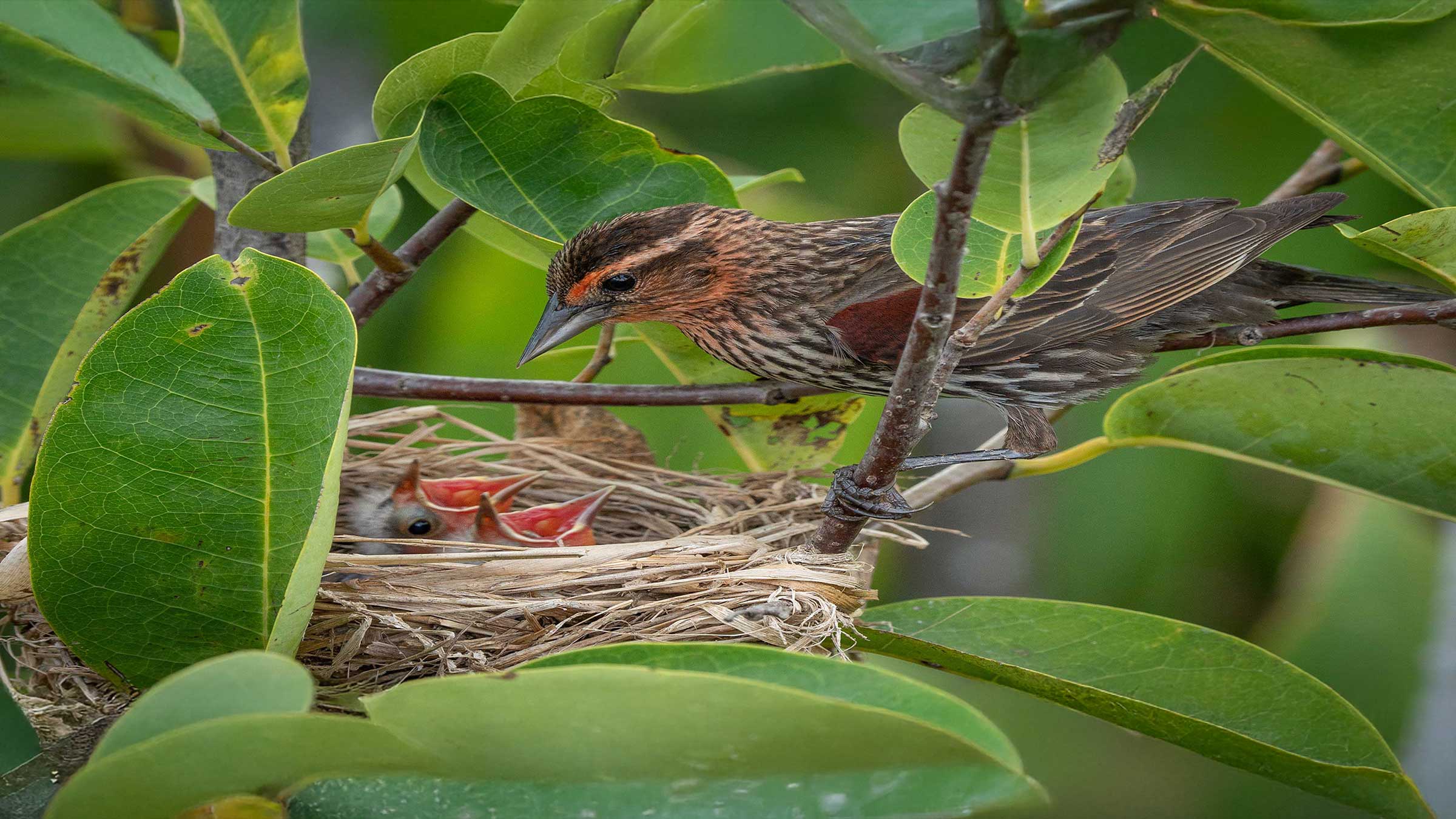 Image of female red-wing blackbird and chicks.