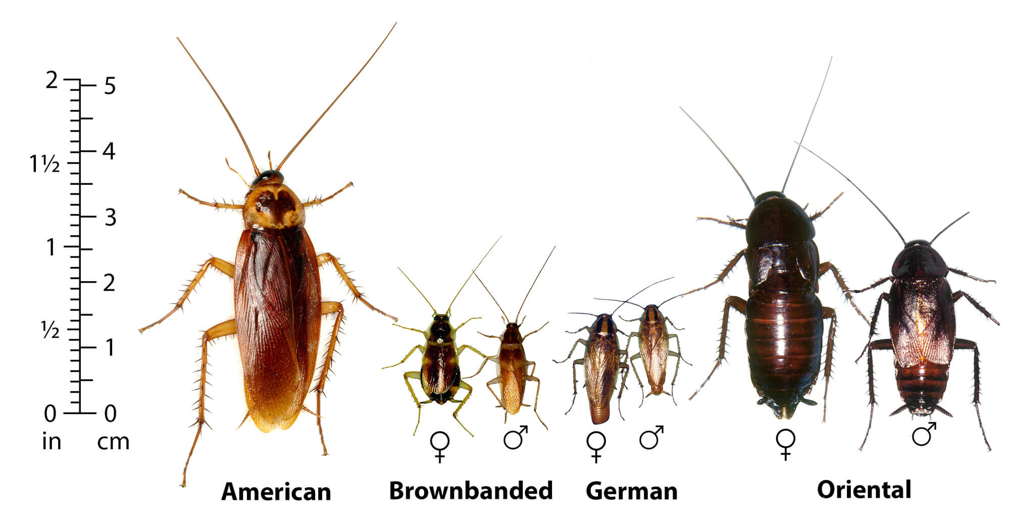 Image of four common cockroach species.