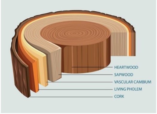 Image of tree trunk anatomy. 