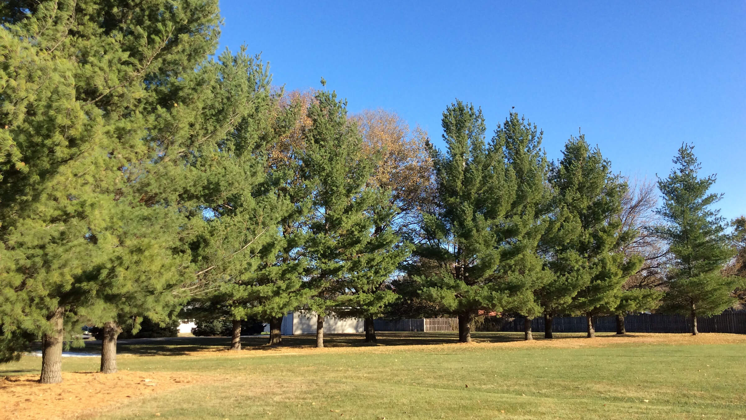 Image of urban windbreak. 