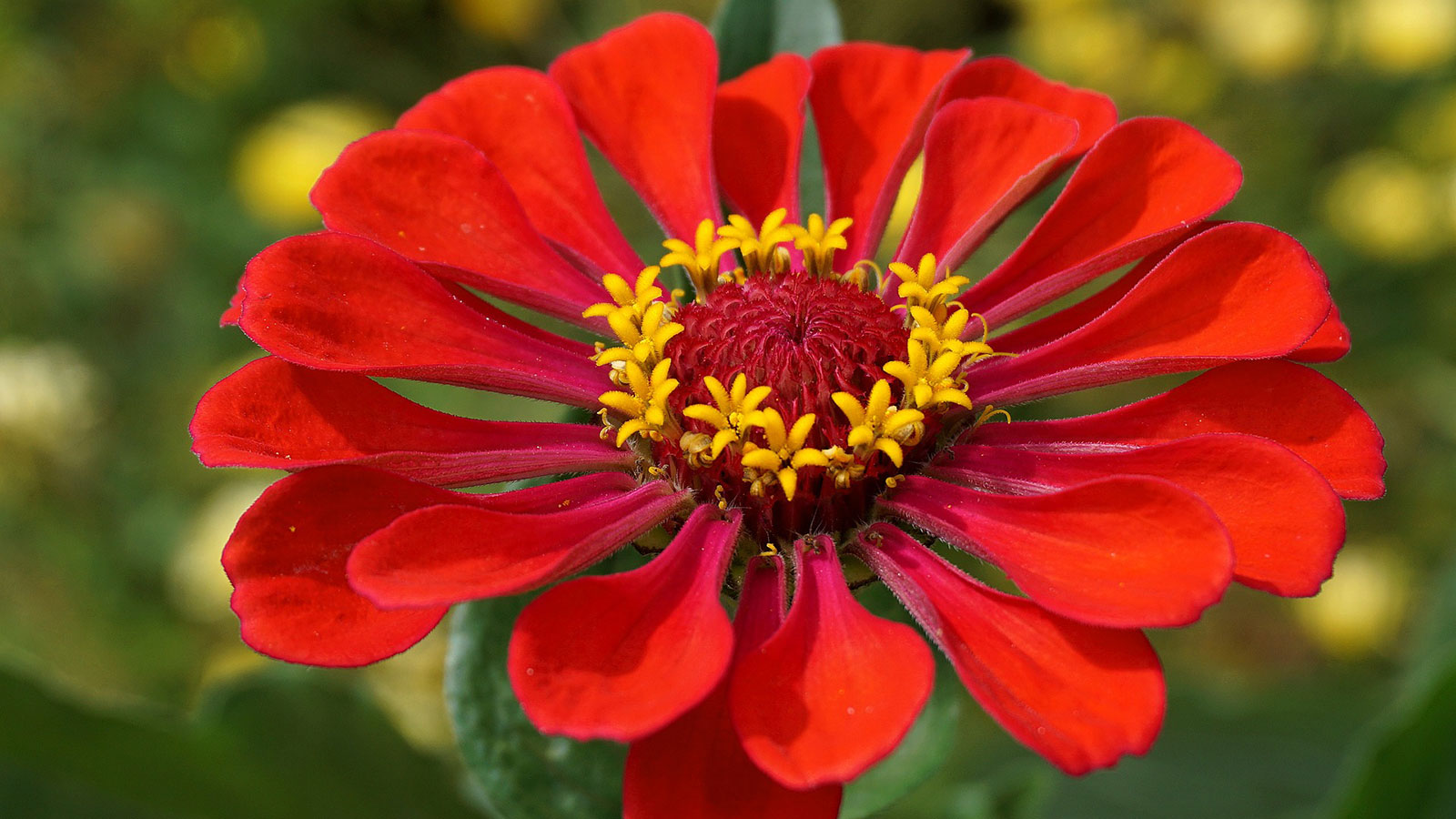 Image of a red zinnia flower. 