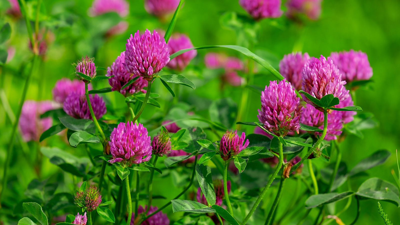 Image of clover flowers. 