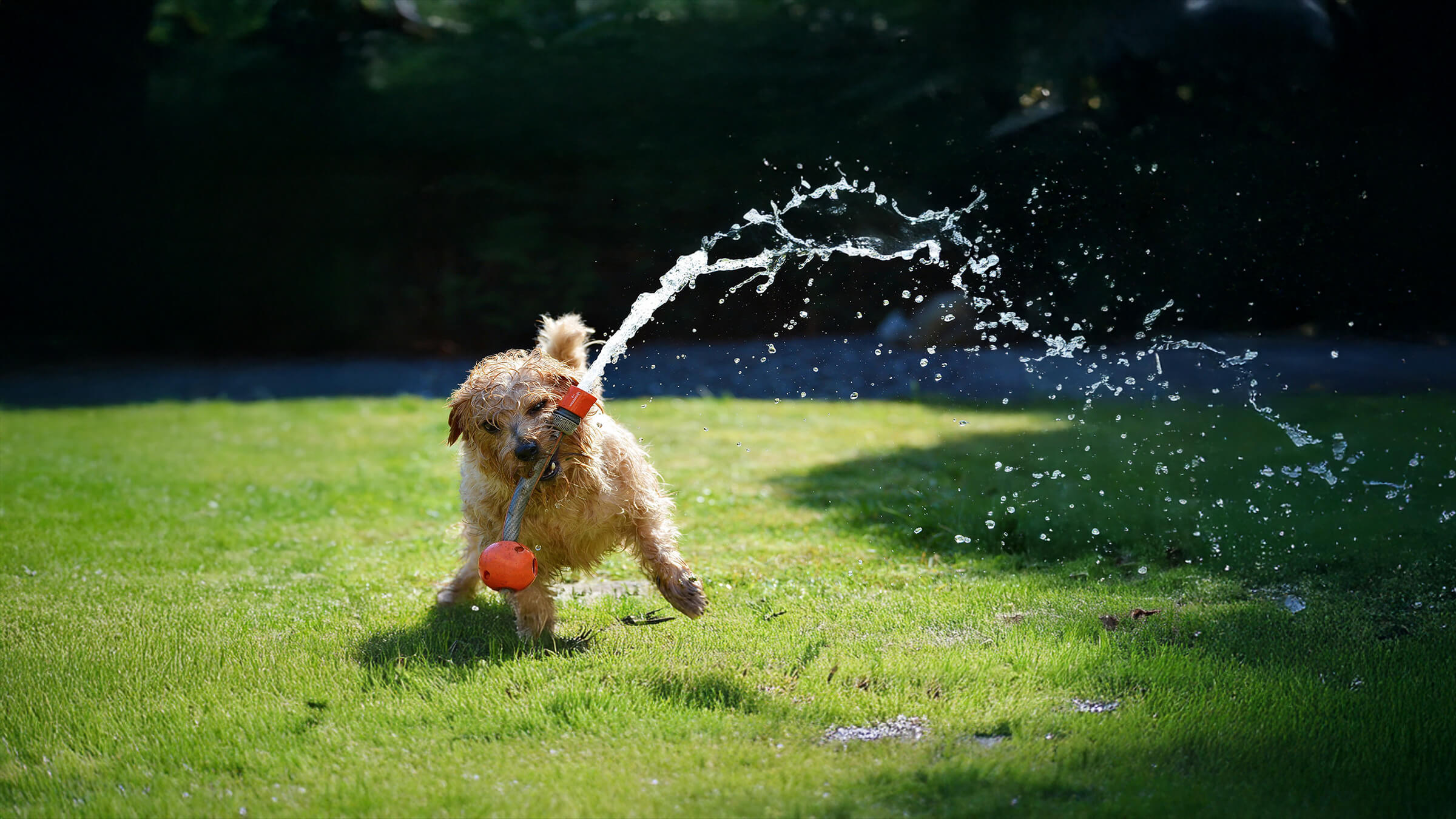 Image of dog playing with hose. 