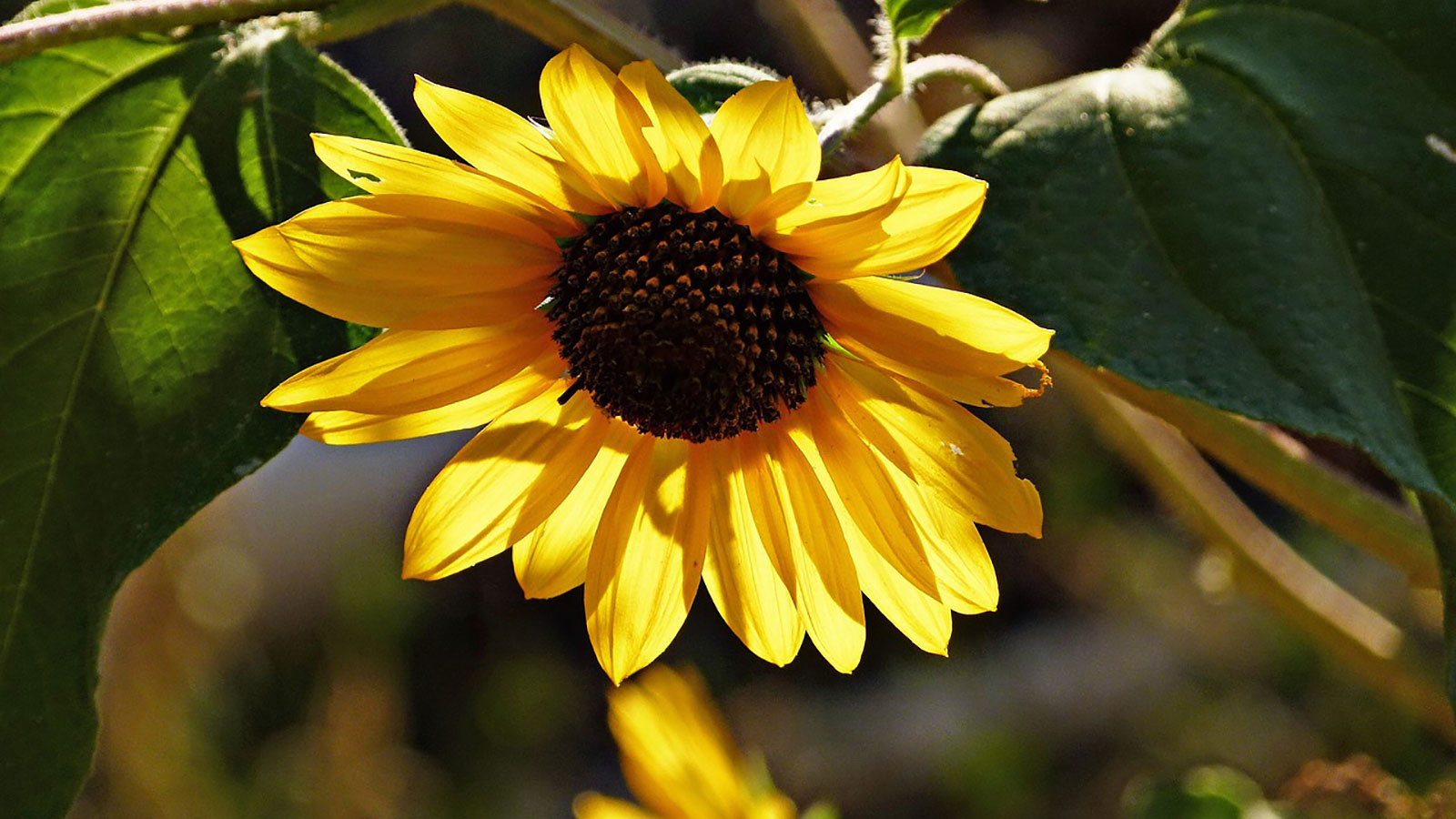 Image of sunflower. 