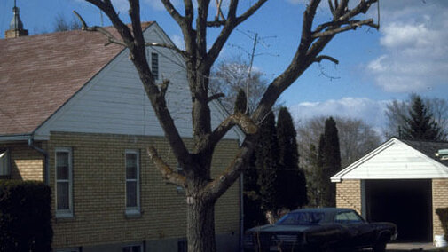 Topping a tree is a bad pruning practice