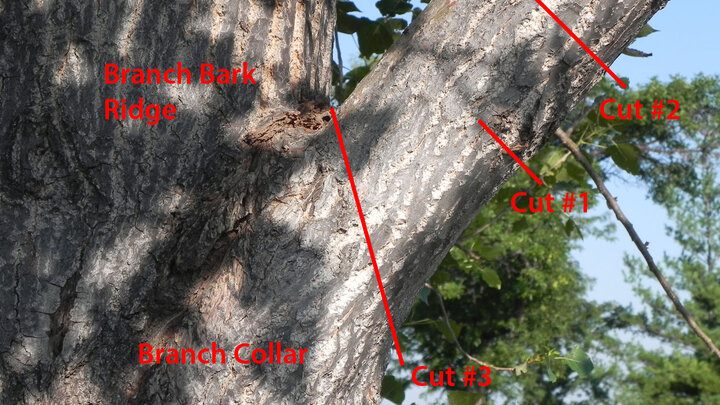 3-part cut technique for pruning trees. 