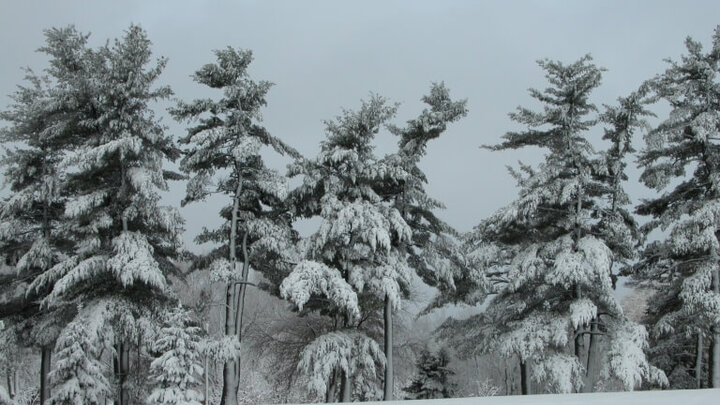 snow load on trees