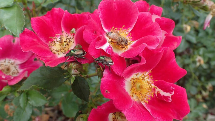 Adult Japanese beetle on hardy hibiscus leaves. Their appearance and feeding occurs between GDD 950-2150.