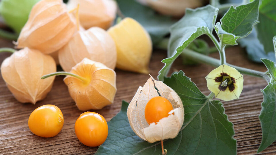 Image of husk tomato fruits. 