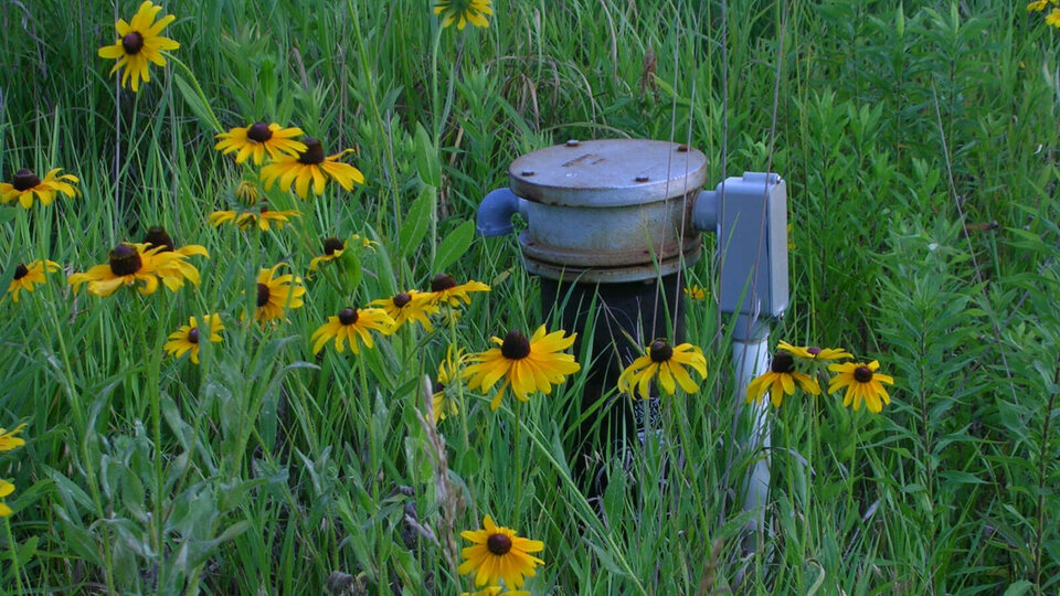 Image of a wellhead surrounded by wildflowers. 