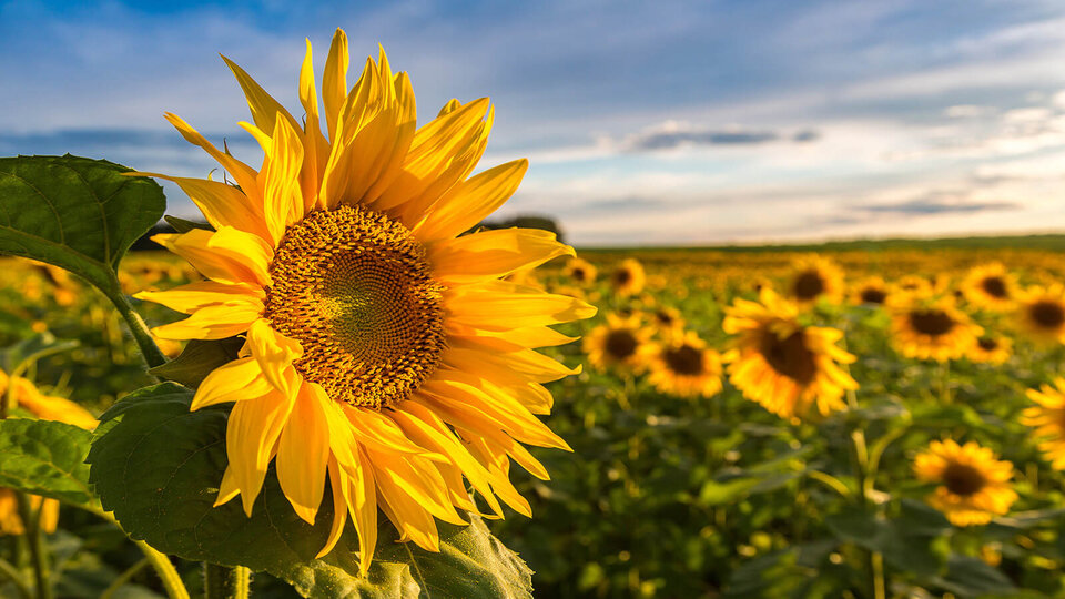 Image of sunflowers. 